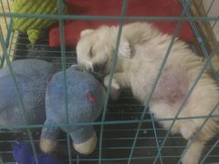 -北京赛佳动物医院