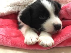 -翊宠yipet猫狗购宠庄园犬舍•猫舍