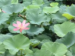 -天鹅湖体育公园