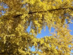 -三里屯东五街银杏大道