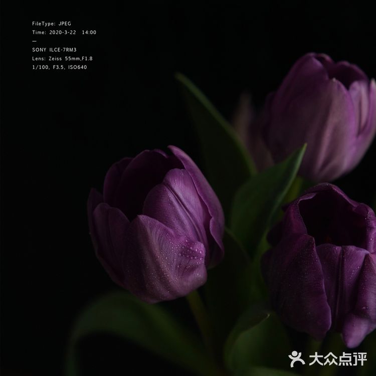 今日份花事 · 关于花的原图