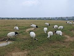 -盐城丹顶鹤湿地生态旅游区