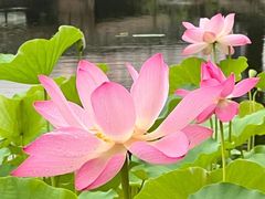 -莲花池公园