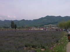 -曲江薰衣草庄园