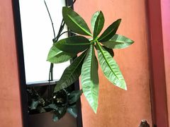 -悠仙美地(黄埔路店)