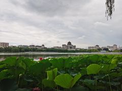 -莲花池公园