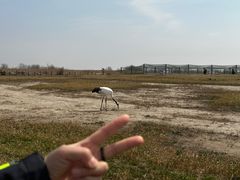 -盐城丹顶鹤湿地生态旅游区
