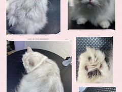 -Oh My Dog宠物沙龙(伊珊娜皮毛护理店)