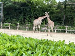 -上海野生动物园