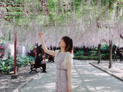 -嘉定紫藤园