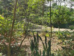 -东莞植物园