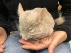 -藦茜花园宠物主题亲子互动体验馆(国顺东路店)