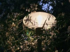 -泰州凤城河风景区-泰山公园