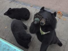 -西霞口神雕山野生动物世界