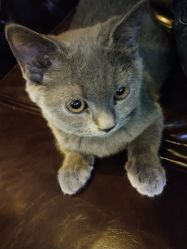 -飛凡TATTOO纹身•原创