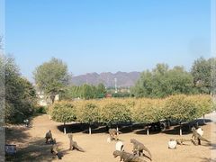 -北京张裕爱斐堡酒庄