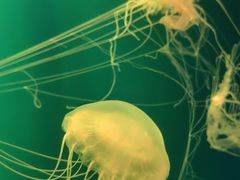 -海合安天津极地海洋公园