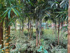 -南宫五洲植物乐园