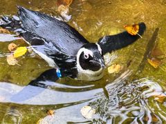 -阿提斯皇家动物园