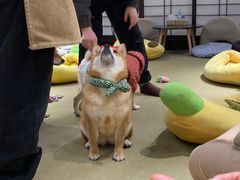 -逗柴咖啡屋·狗咖猫咖宠物桌游