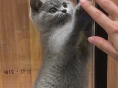 -袖虎·猫馆(体育西路店)