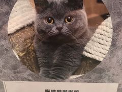 -袖虎·猫馆(体育西路店)