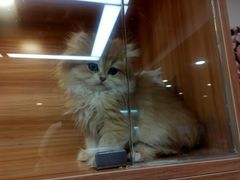 -猫十亿·布偶金渐层·曼基康矮脚猫舍(青年路店)