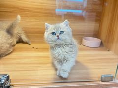 -猫十亿·布偶金渐层·曼基康矮脚猫舍(青年路店)