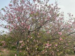 -天适樱花悠乐园