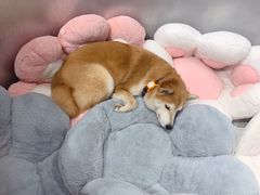 -柴务处·柴犬主题狗咖