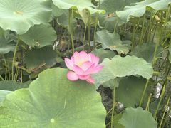-桂湖森林公园
