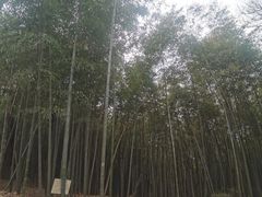 -西湖风景区十里琅珰-五云山