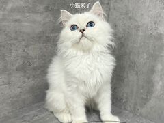 -小猫来了·猫舍(红山六九七九店)