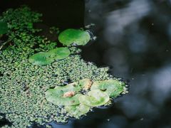 -莲湖公园