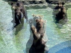 -深圳野生动物园