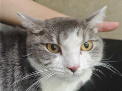 -瑞鹏宠物医院·夜间急症·心超·猫科(祖庙分店)