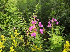 -白草畔自然风景区