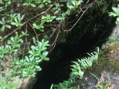 -武夷山风景名胜区-虎啸岩