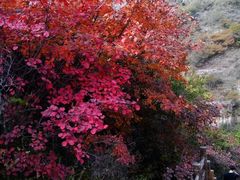 -黄花溪