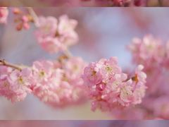 -顾村公园