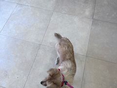 -艾贝尔宠物医院·狂犬免疫点(江山金象城店)