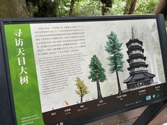 -天目山大树王景区