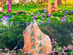 -天适樱花悠乐园