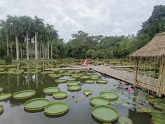 -中国科学院西双版纳热带植物园