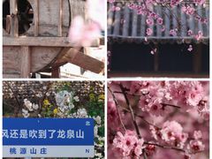 -桃源山庄·水蜜桃采摘·柴火鸡·烧烤团建(龙泉山店)