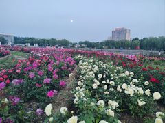 -廊坊文化艺术中心