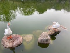 -莲湖公园