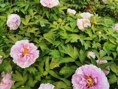 -洛阳市隋唐城遗址植物园