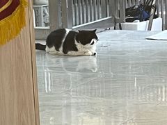 -恒幸动物医院·急重症转诊中心·神经内外科·CT核磁