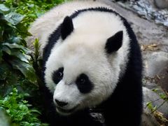 -都江堰中华大熊猫苑